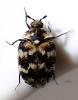 Anthrenus sp.